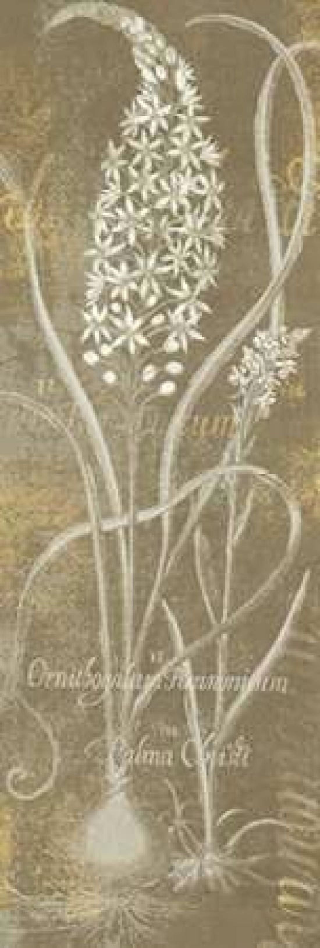 Posterazzi Flower Lines III Canvas Art - Sue Schlabach (12 x 36)