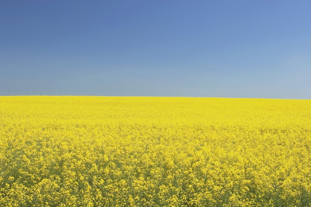 Posterazzi Flowering Canola Central Alberta Canada Canvas Art - Michael Interisano  Design Pics (38 x 24)
