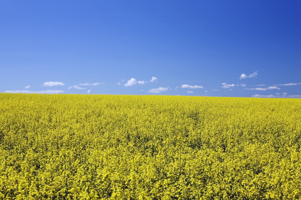 Posterazzi Flowering Canola Central Alberta Canada Canvas Art - Michael Interisano Design Pics (38 x 24)