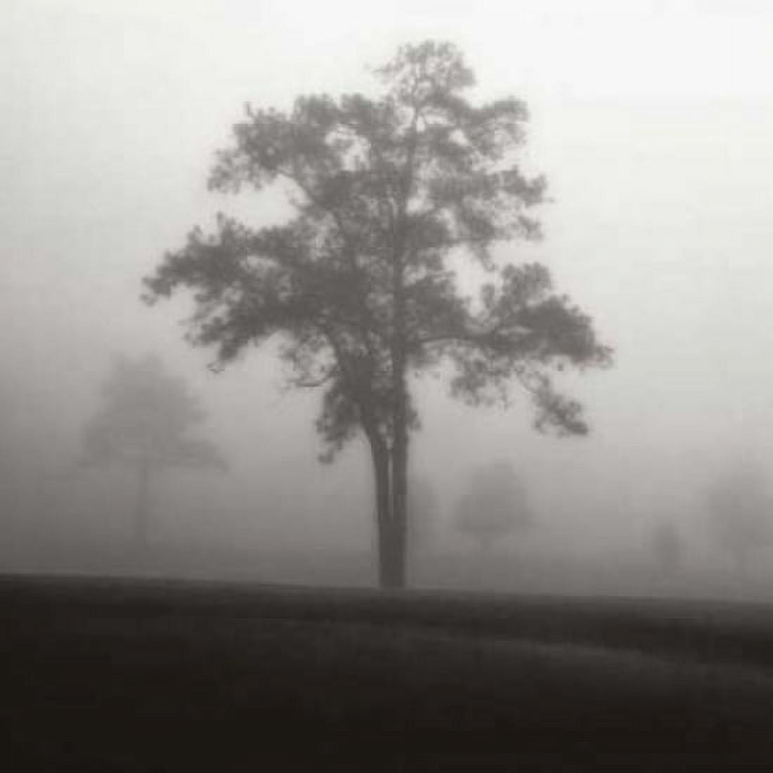 Posterazzi Fog Tree Study I Canvas Art - Jamie Cook (24 x 24)