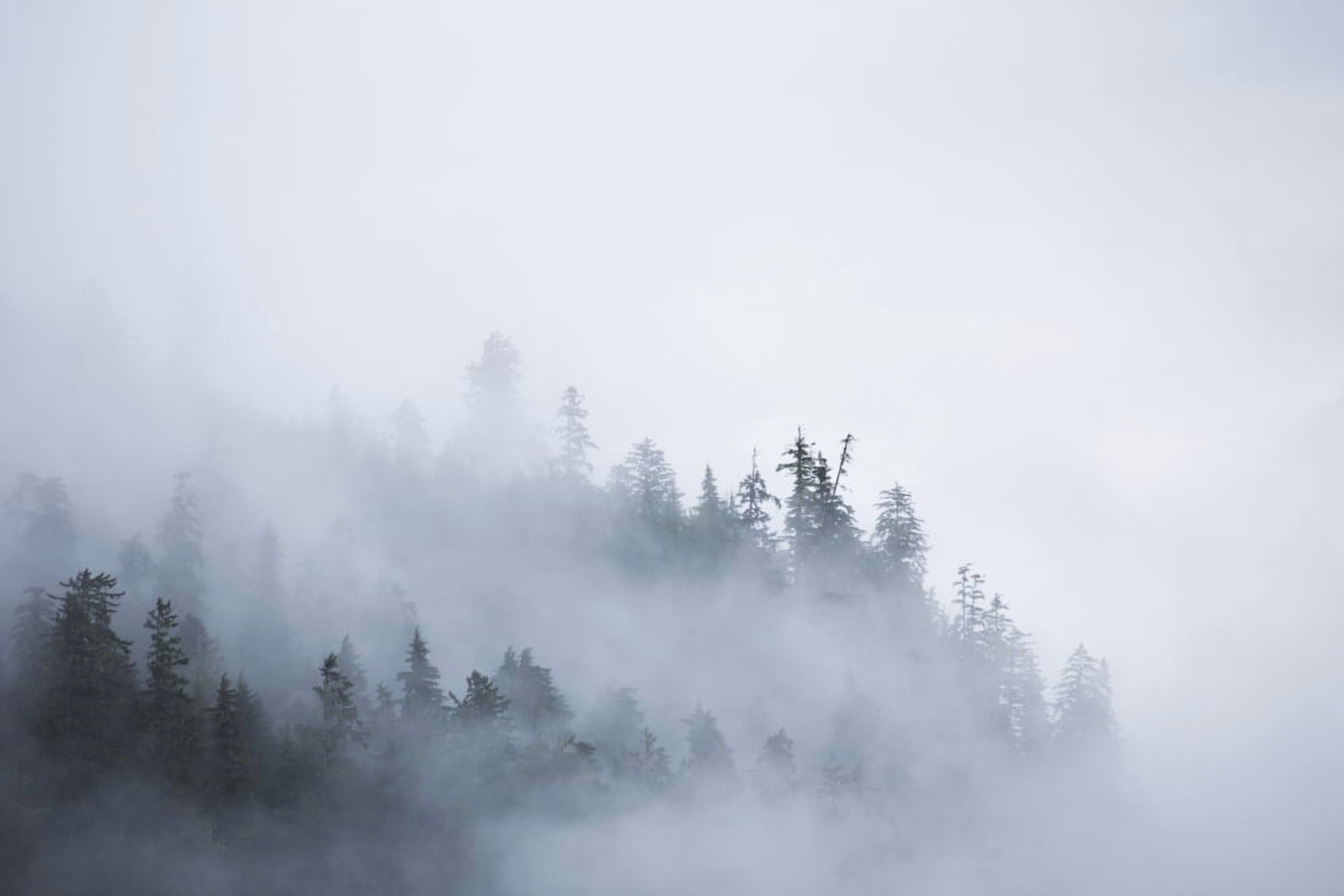 Posterazzi Fog shrouded trees along the British Columbia coastline near Prince Rupert British Columbia Canada Canvas Art - Robert Postma Design Pics (38 x 24)