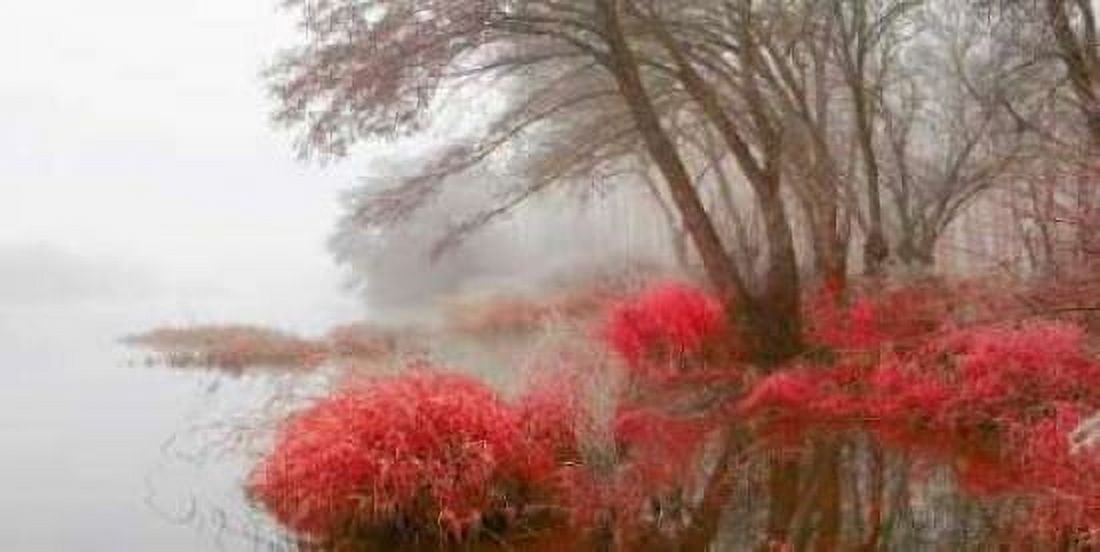 Posterazzi Foggy swamp 837 Canvas Art - JA Palacios (24 x 48)