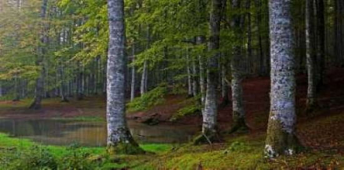 Posterazzi Forest 801 Canvas Art - JA Palacios (24 x 48)