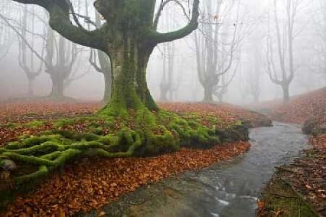 Posterazzi Forest 817 Canvas Art - JA Palacios (24 x 36)
