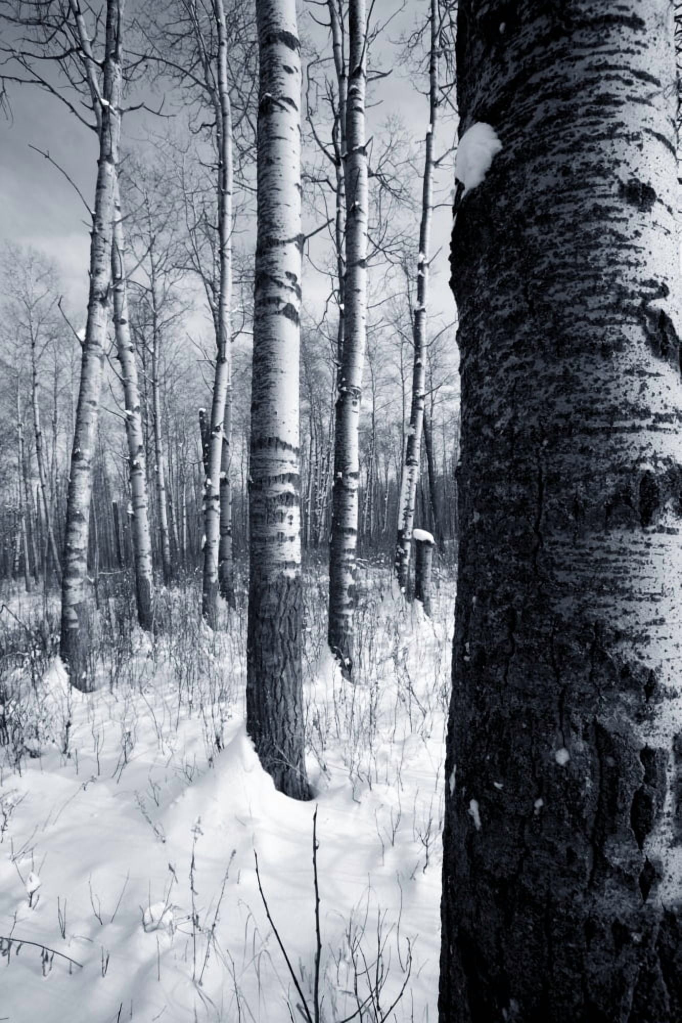 Posterazzi Forest In The Winter Canvas Art - Richard Wear Design Pics (22 x 34)