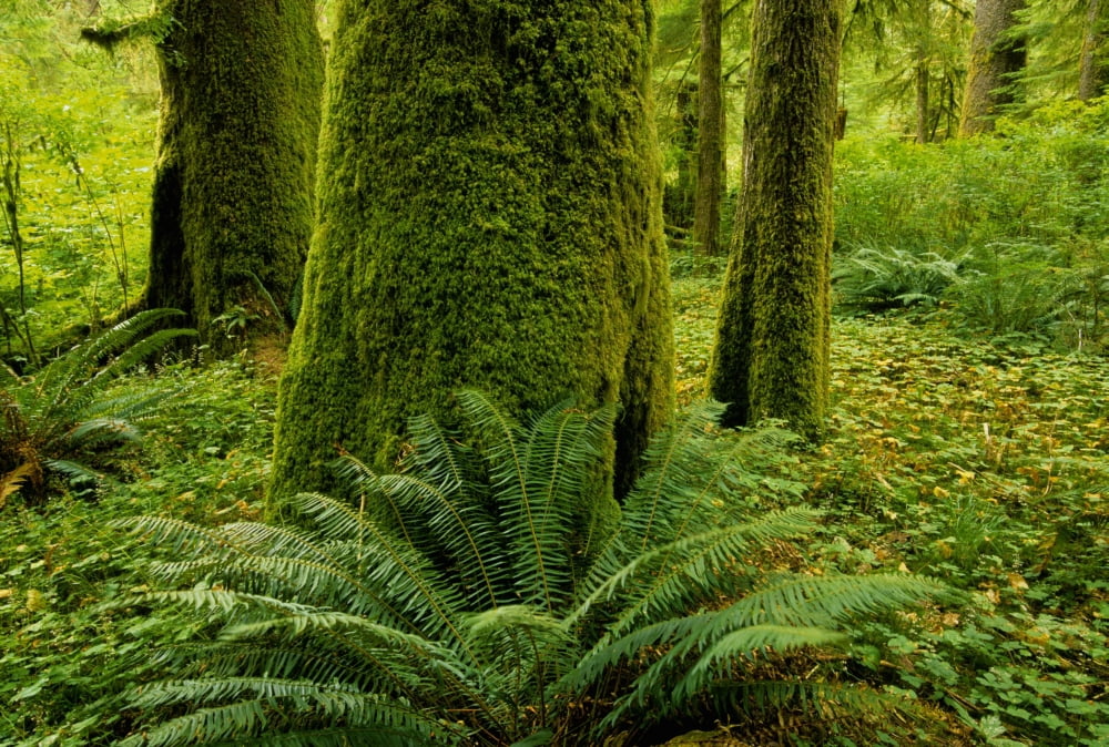 Posterazzi Forest Trees Carmanah Walbran Provincial Park Vancouver Island Bc Canvas Art - John Sylvester Design Pics (34 x 22)