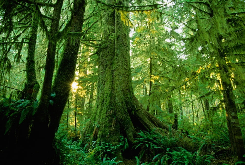 Posterazzi Forest Trees Carmang Walbran Provincial Park Vancouver Island Bc Canvas Art - John Sylvester Design Pics (34 x 22)