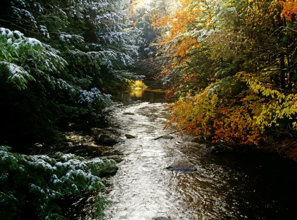 Posterazzi Forest With Creek Running Through It Canvas Art - David Chapman Design Pics (32 x 24)
