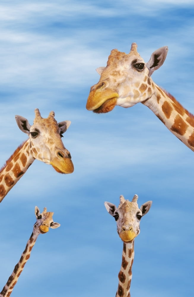 Posterazzi Four giraffes looking downwardAfrica Canvas Art - Thomas Kitchin & Victoria Hurst Design Pics (24 x 38)