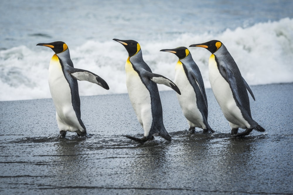 Posterazzi Four king penguins (Aptenodytes patagonicus) walking together on beach Antarctica Canvas Art - Nick Dale  Design Pics (36 x 24)