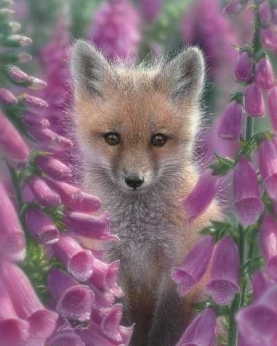 Posterazzi Fox Gloves Canvas Art - Colin Bogle (24 x 30)
