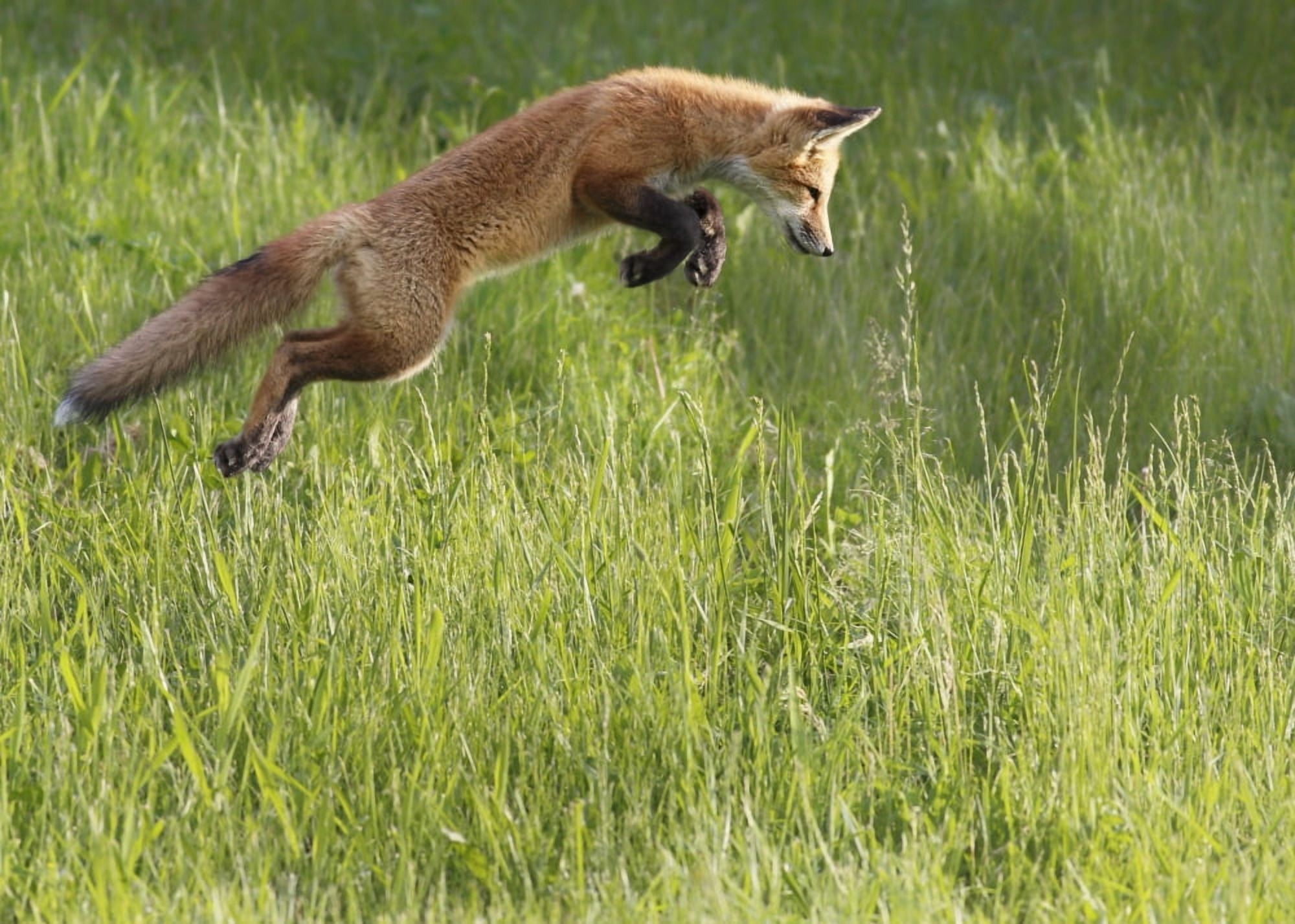 Posterazzi Fox jumping in a grass field Montreal Quebec Canada Canvas Art - Vladislav Kamenski Design Pics (36 x 26)