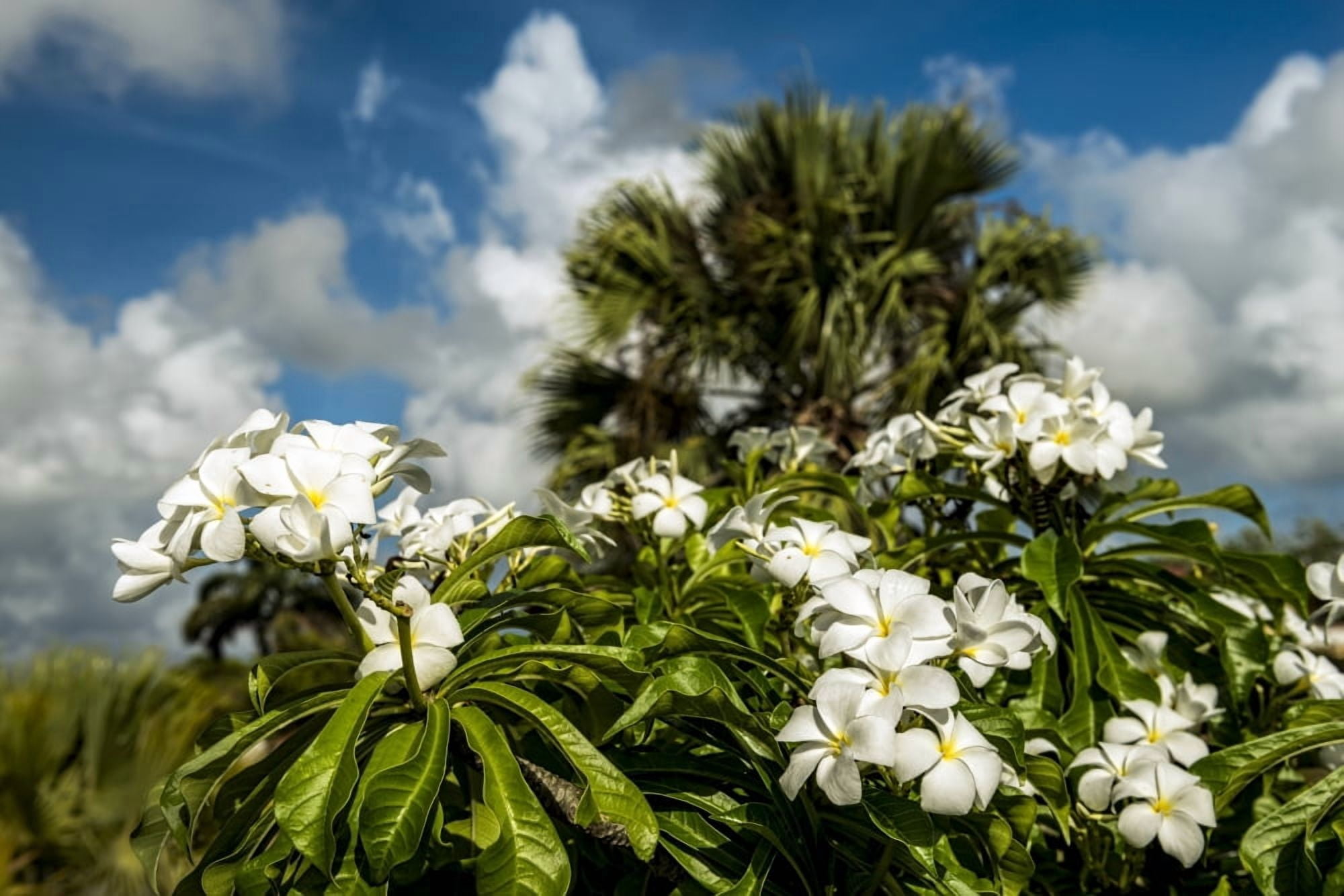 Posterazzi Frangipani (Plumeria rubra) Hawaiian Lei Flower Antigua West Indies Canvas Art - F M Kearney Design Pics (38 x 24)