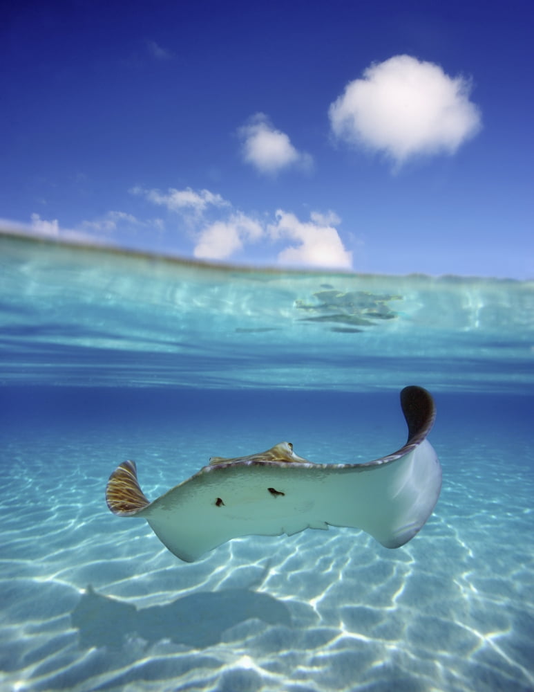 Posterazzi French Polynesia Tahiti Bora Bora Stingray In Beautiful Turquoise Water Canvas Art - M Swiet Productions Design Pics (24 x 32)