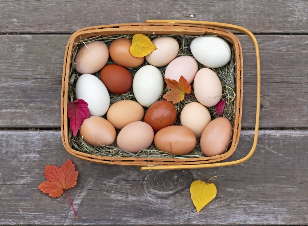 Posterazzi Fresh eggs in a basket on an old porch in autumnPalmer alaska united states of america Canvas Art - Glenda Christina  Design Pics (36 x 26)