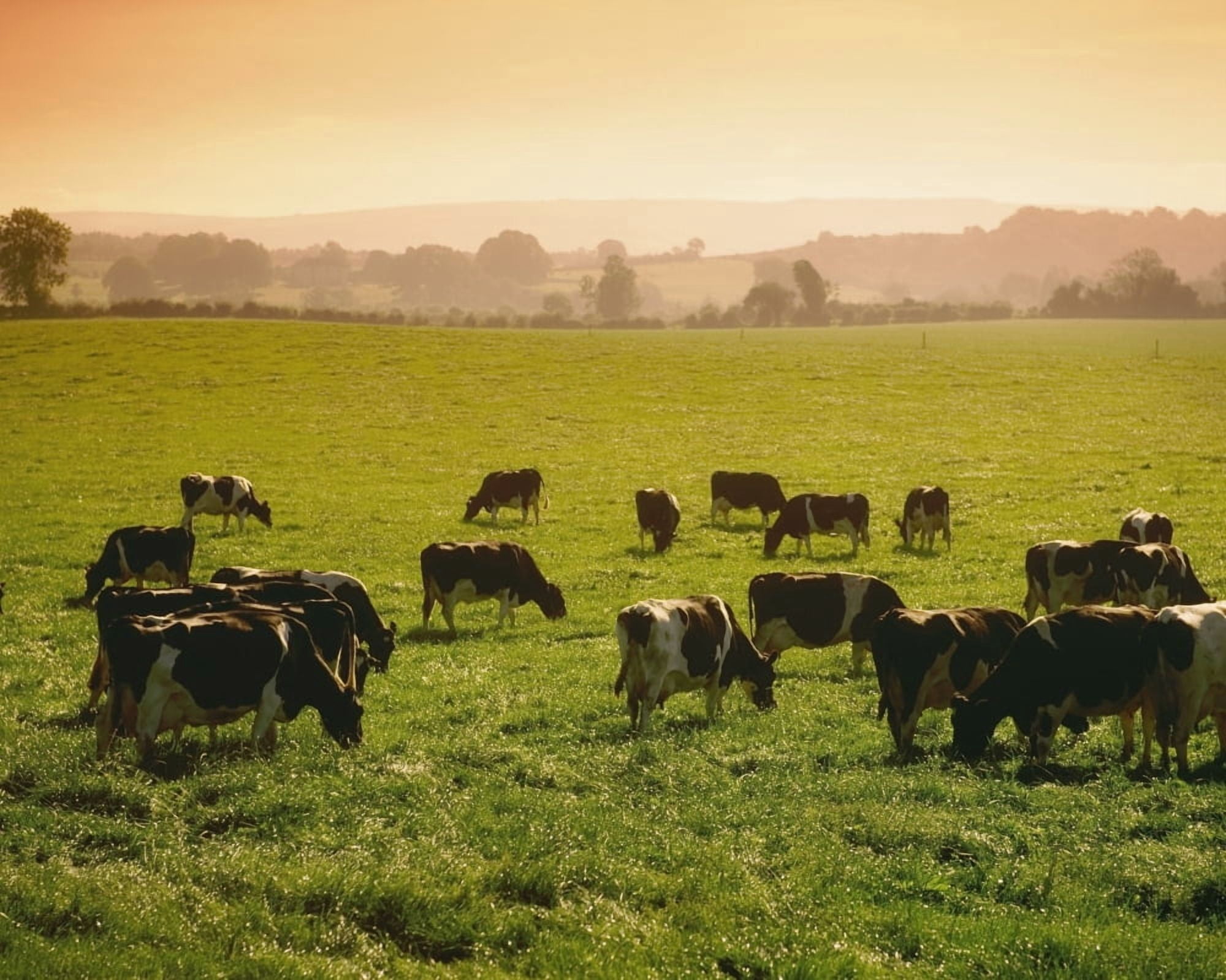 Posterazzi Friesian Cattle Cattle Grazing Canvas Art - The Irish Image Collection Design Pics (34 x 26)