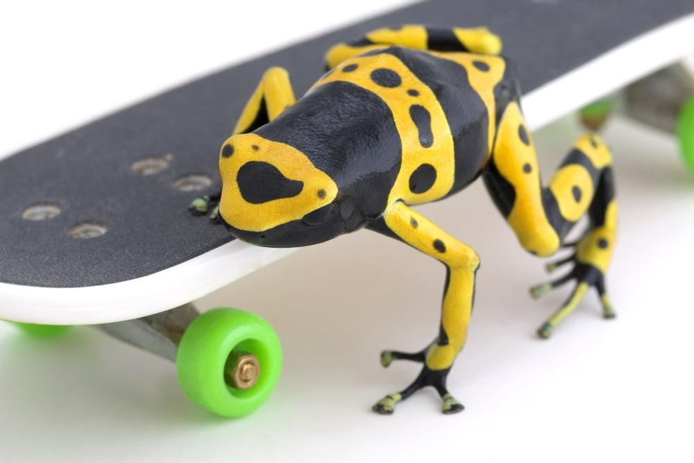 Posterazzi Frog On A Skateboard Canvas Art - Corey Hochachka Design Pics (34 x 22)