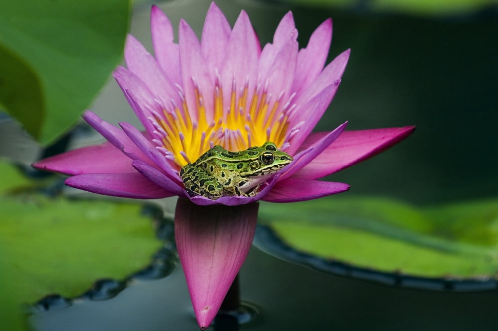 Posterazzi Frog On A Waterlily In Urban Pond Leo Mol Garden Assiniboine Park Winnipeg Manitoba Canvas Art - Mike Grandmaison  Design Pics (36 x 24)