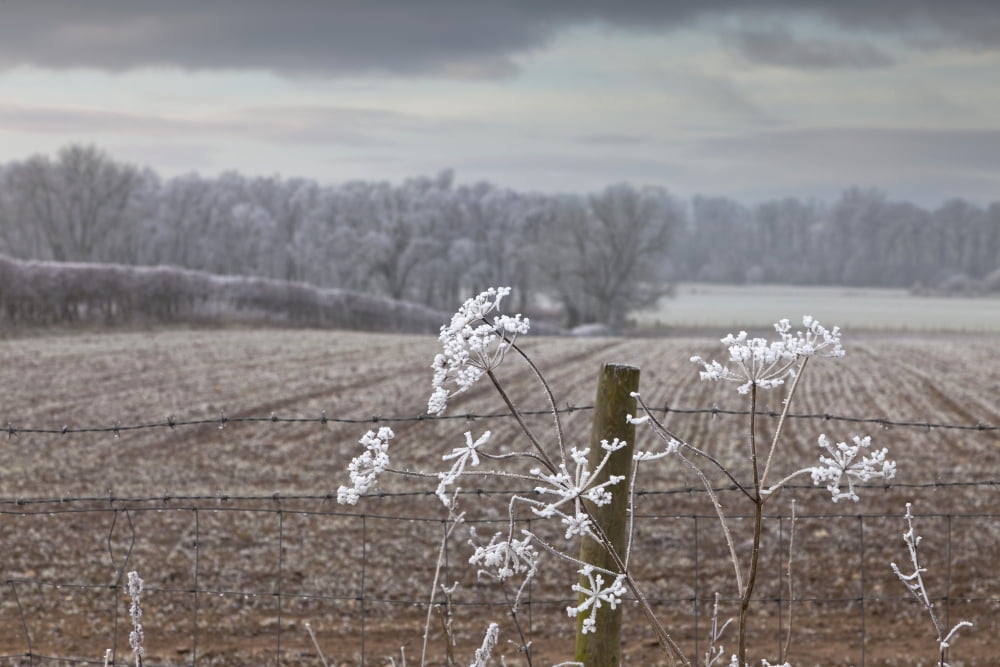 Posterazzi Frost-Covered Rural Field Cumbria England Canvas Art - John Short  Design Pics (38 x 24)