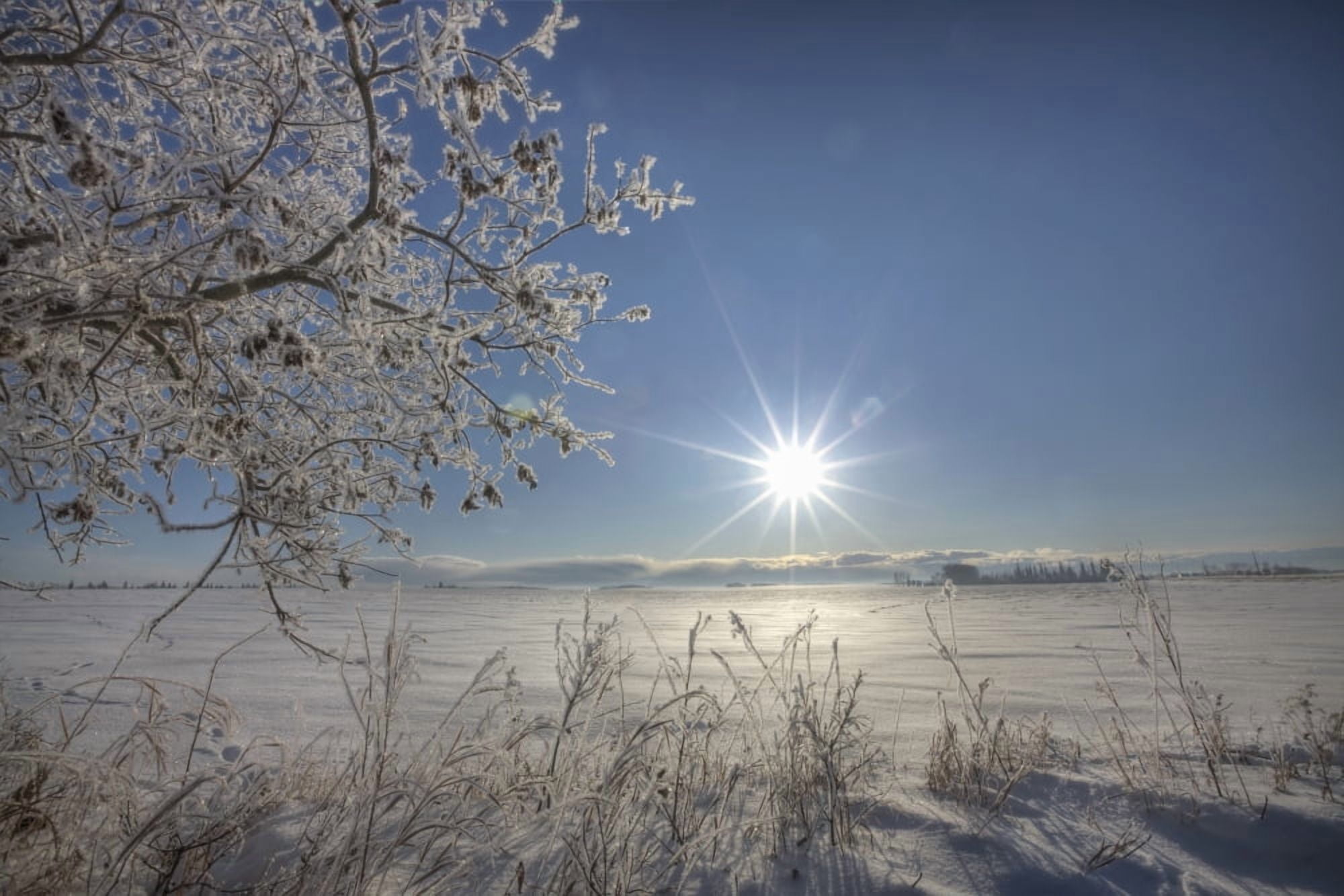 Posterazzi Frost Covered Trees On Winter Morning Alberta Canvas Art - Dan Jurak  Design Pics (34 x 22)