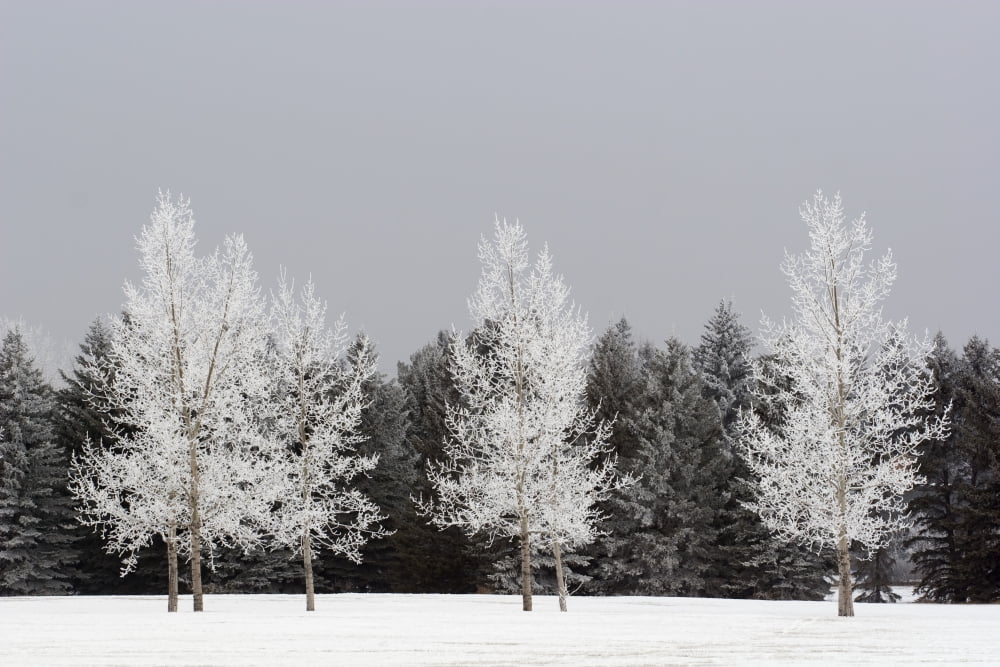 Posterazzi Frost On Trees Calgary Alberta Canada Canvas Art - Michael Interisano Design Pics (38 x 24)