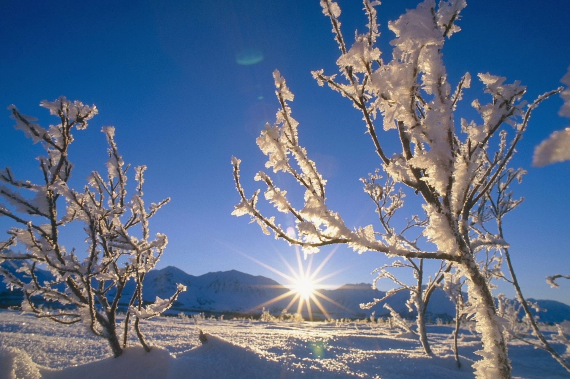 Posterazzi Frosted Trees Backlit Sunrise On Broad Pass Sc Ak Winter Canvas Art - Matt Hage Design Pics (38 x 24)