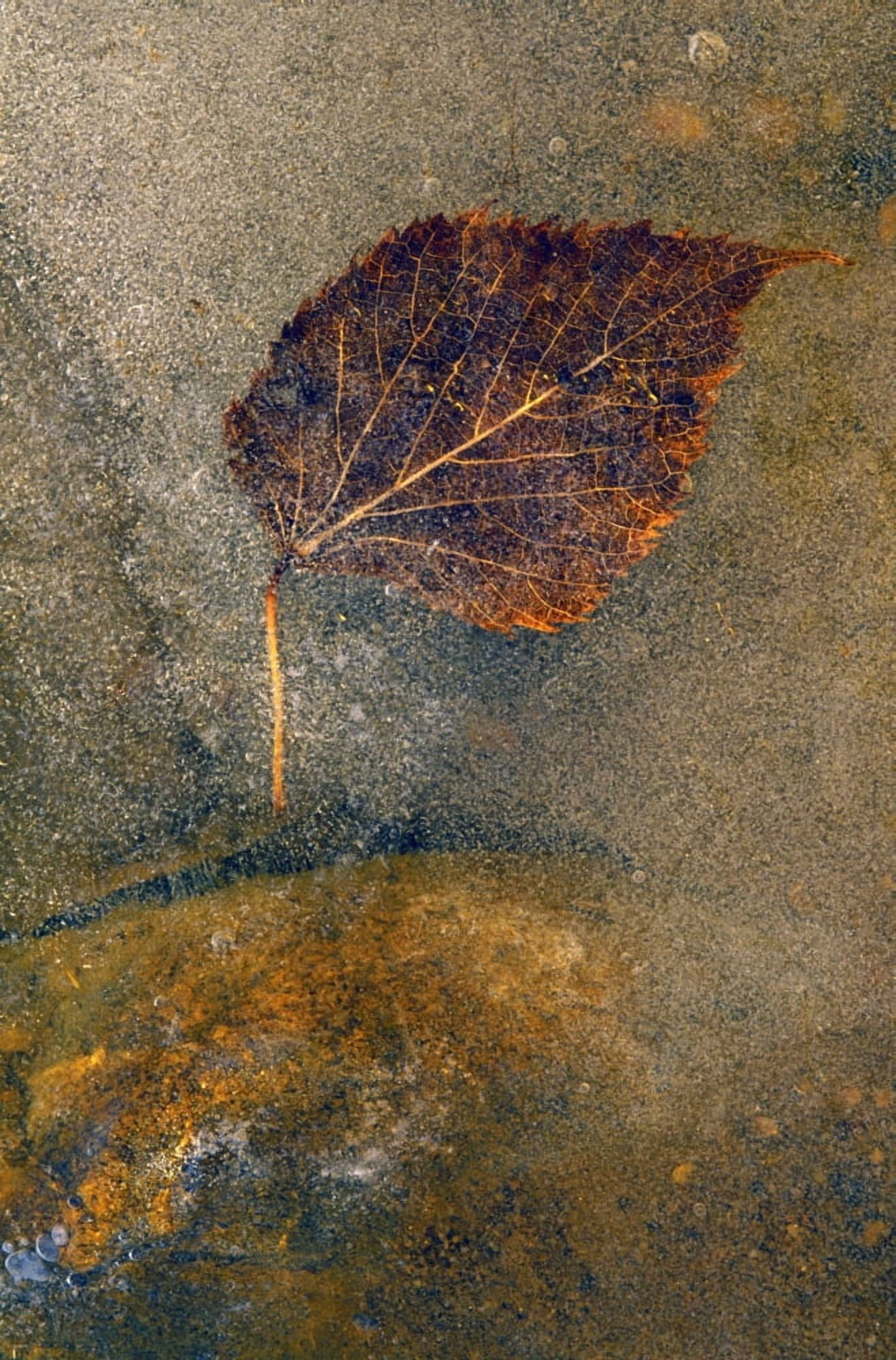 Posterazzi Frozen Leaf Canvas Art - Natural Selection Tony Sweet Design Pics (24 x 36)