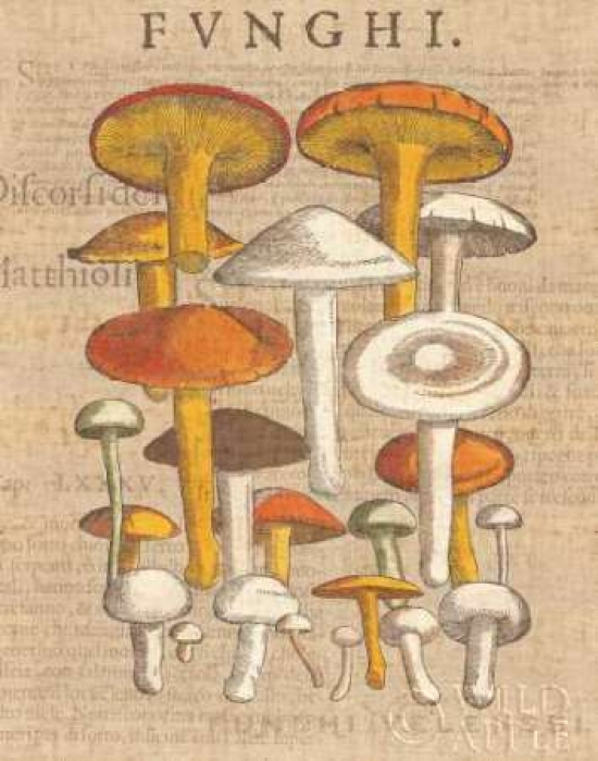 Posterazzi Funghi Velenosi II Canvas Art - Wild Apple Portfolio (22 x 28)