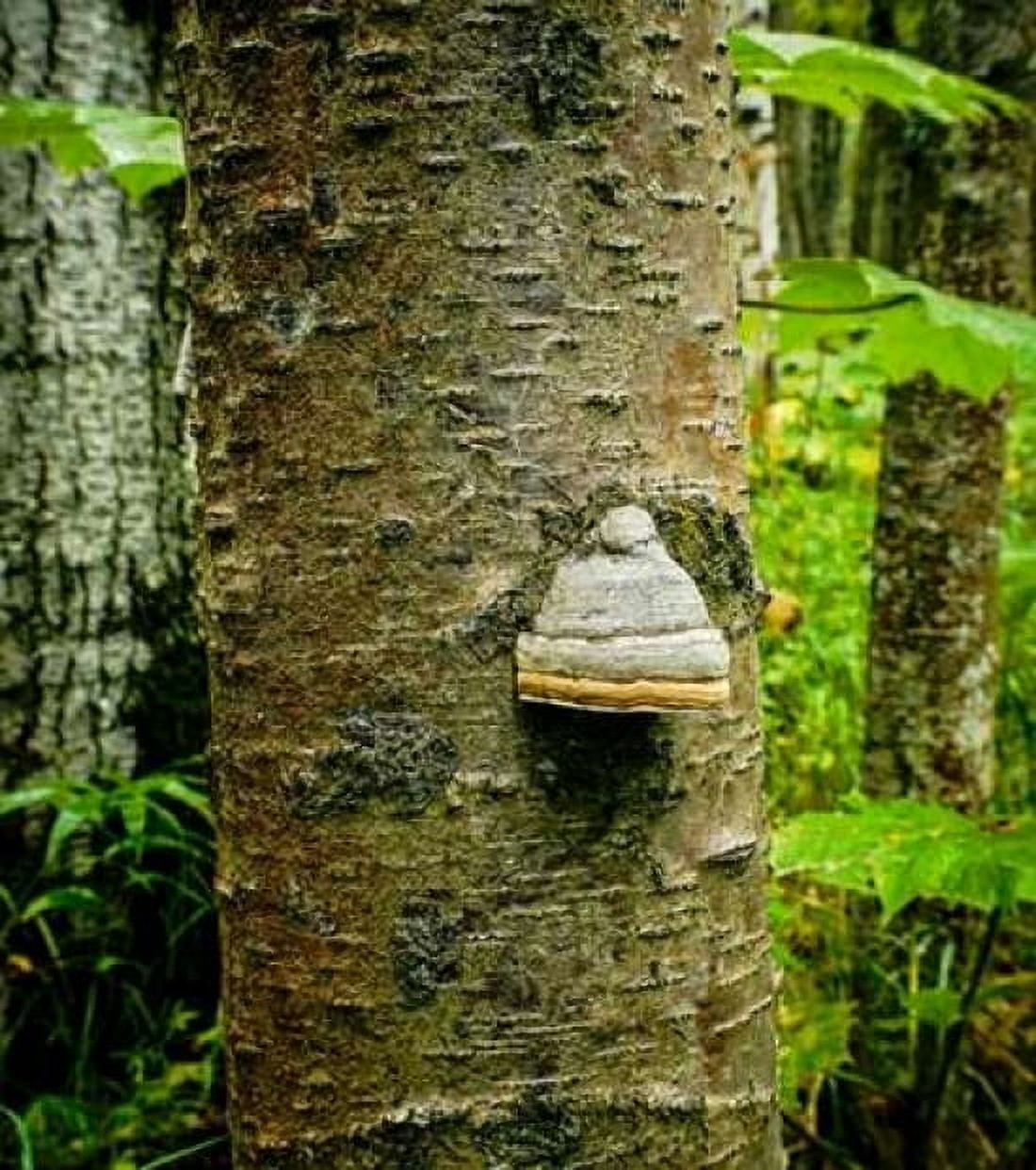 Posterazzi Fungus 2 Canvas Art - John Stalowy (24 x 24)