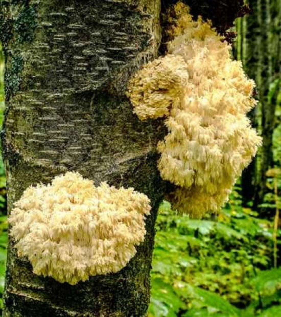 Posterazzi Fungus Canvas Art - John Stalowy (24 x 24)