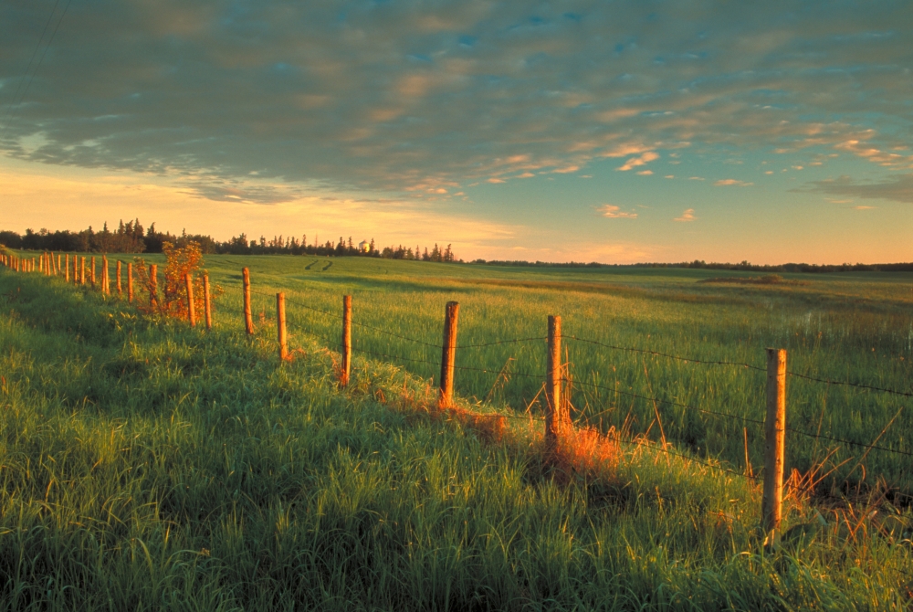 Posterazzi Fv0684 Darwin Wiggett Pasture With Fenceline At Sunrise Alberta Canvas Art - Darwin Wiggett Design Pics (34 x 22)