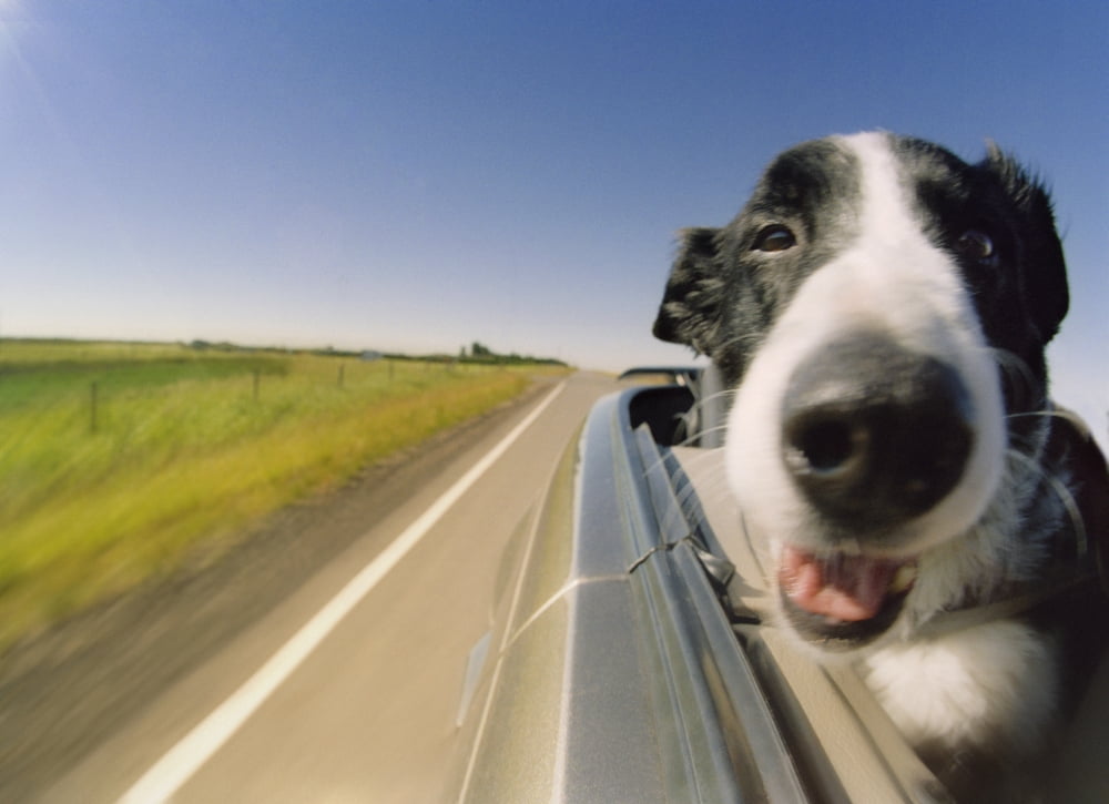 Posterazzi Fv3585 Natural Moments Photography Dog In Convertible Canvas Art - Darwin Wiggett Design Pics (32 x 24)