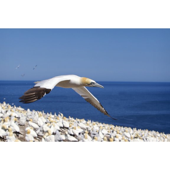 Posterazzi Gannet Flying Above The Colony Of Birds At Bonaventure Island Perce Quebec Canada Canvas Art - Richard Wear Design Pics (38 x 24)