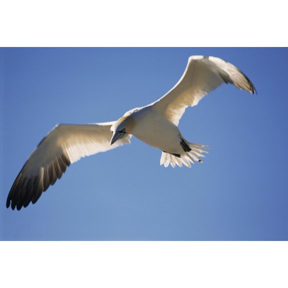 Posterazzi Gannet Parc National De Lile-Bonaventure-Et-Du Rocher-Perce Gaspesie Region Quebec Canvas Art - Yves Marcoux Design Pics (36 x 24)