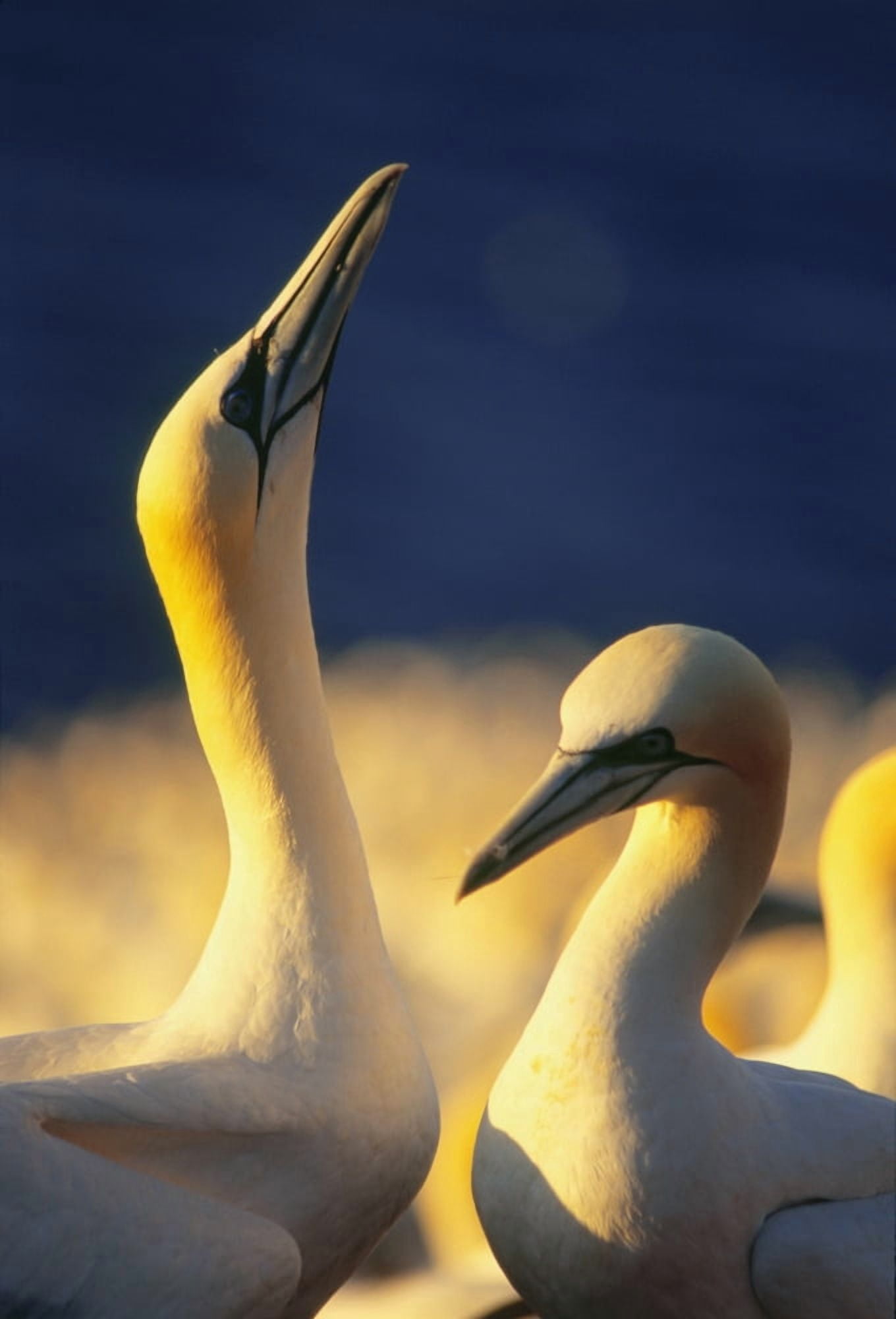 Posterazzi Gannets Parc National De Lile-Bonaventure-Et-Du Rocher-Perce Gaspesie Region Quebec Canvas Art - Yves Marcoux Design Pics (24 x 34)