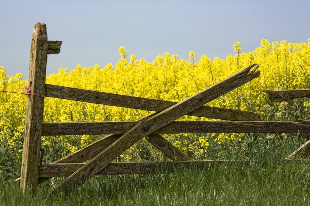 Posterazzi Gate Next To A Canola Field Yorkshire England Canvas Art - John Short Design Pics (34 x 22)