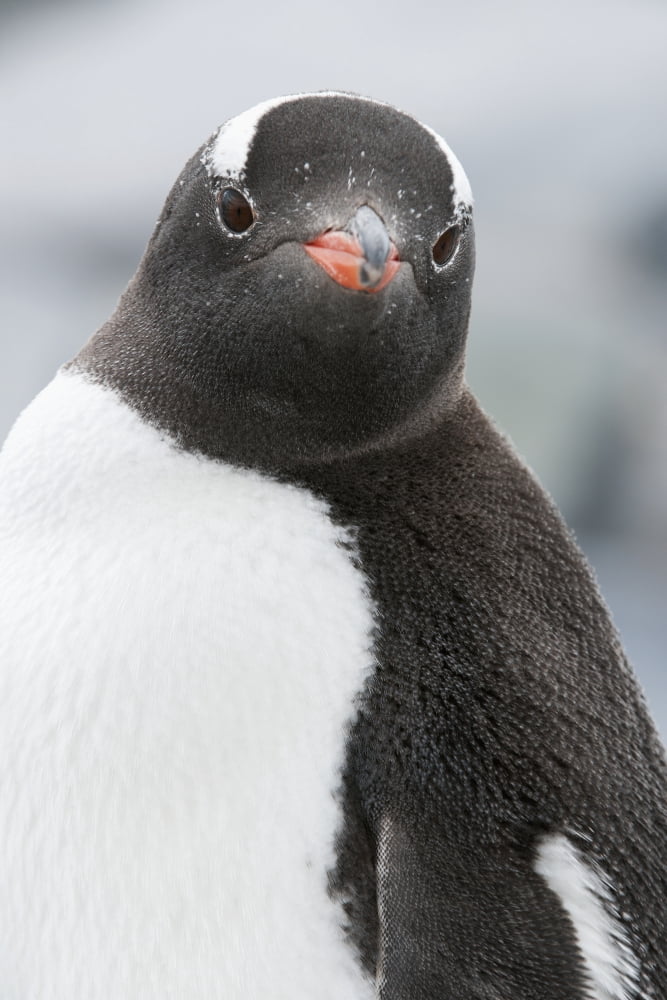 Posterazzi Gentoo Penguin (Pygoscelis papua) portrait Pleanau Island Antarctica Canvas Art - Daisy Gilardini Design Pics (24 x 38)