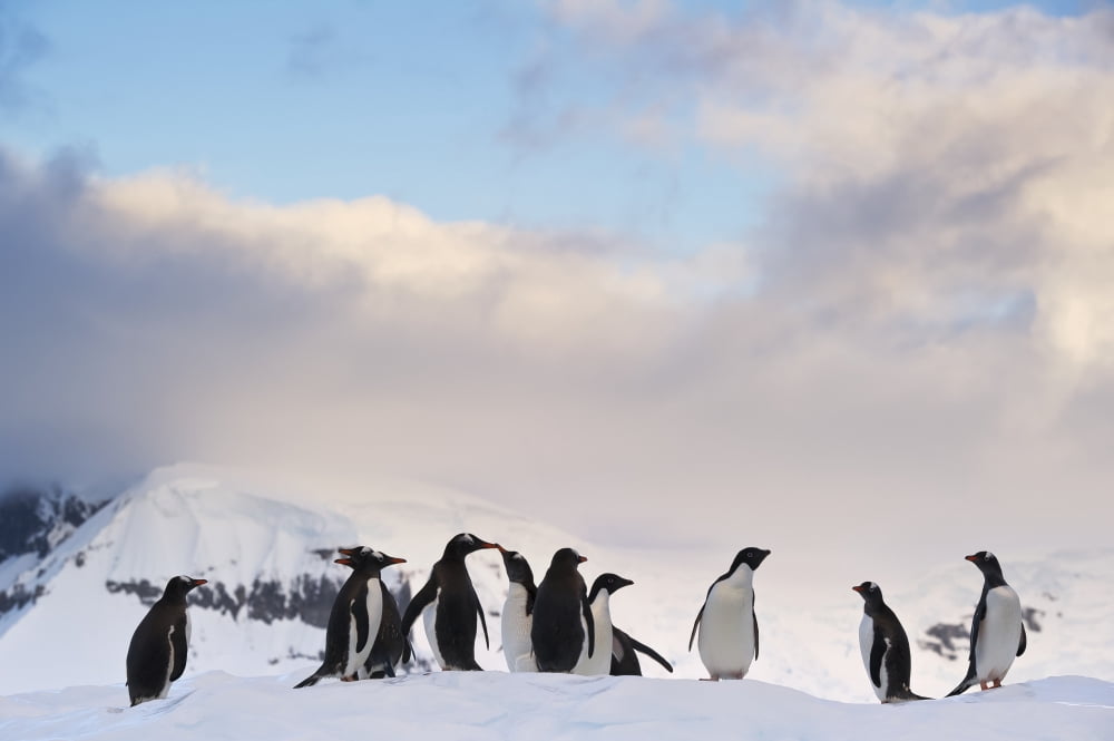 Posterazzi Gentoo penguins (Pygoscelis papua) and Ad Canvas Art - Daisy Gilardini Design Pics (38 x 24)