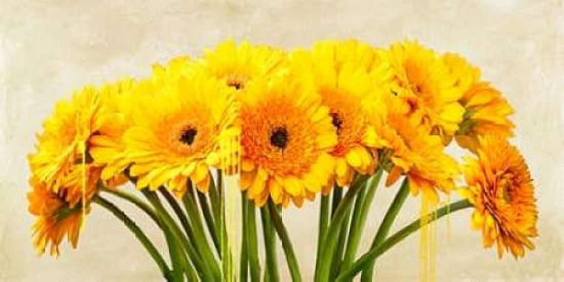 Posterazzi Gerbera Abstraction Canvas Art - Alex Vinci (24 x 48)