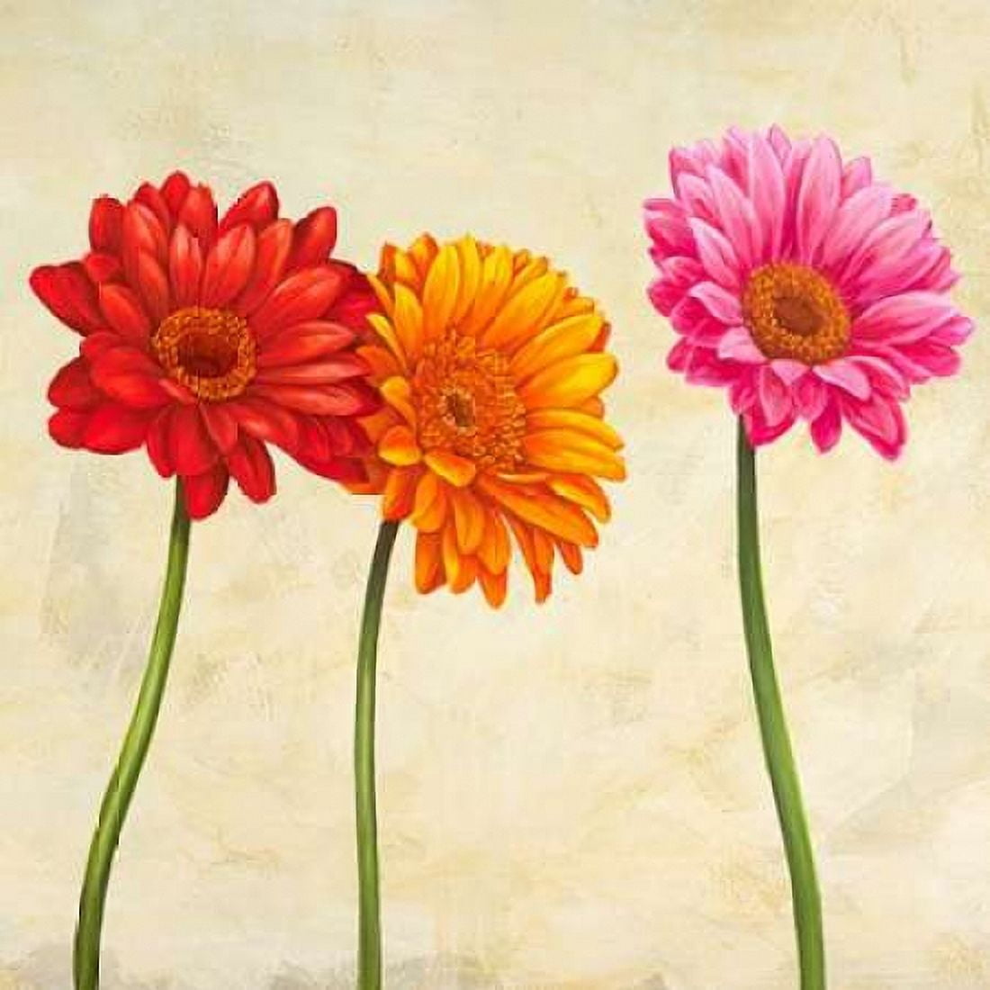 Posterazzi Gerberas Canvas Art - Cynthia Ann (24 x 24)