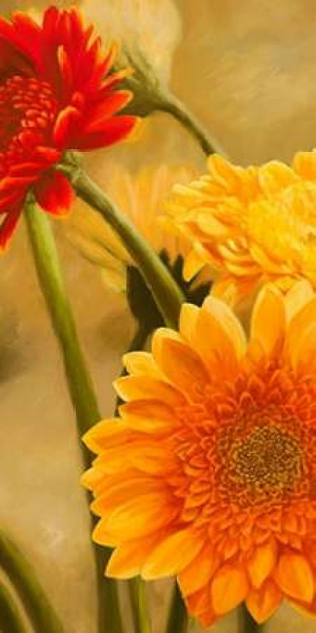 Posterazzi Gerbere nel sole I Canvas Art - Serena Biffi (10 x 20)