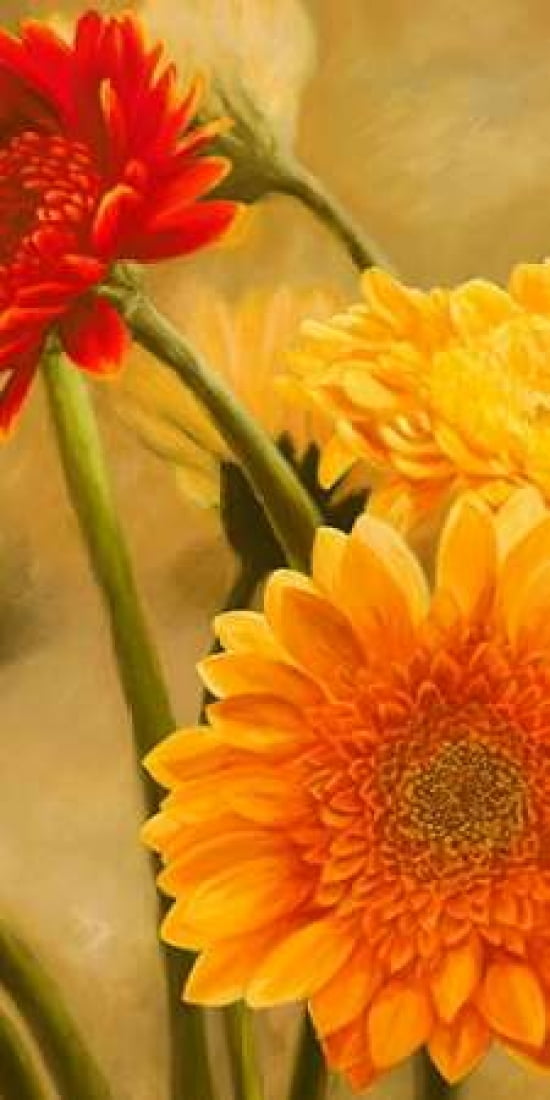 Posterazzi Gerbere nel sole I Canvas Art - Serena Biffi (24 x 48)