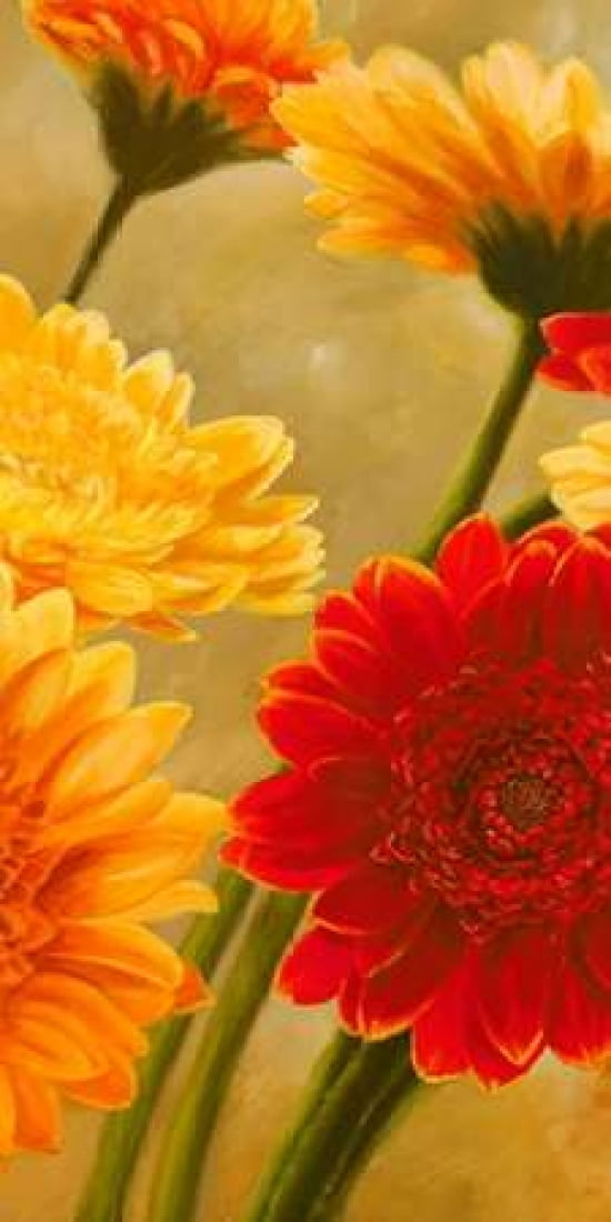 Posterazzi Gerbere nel sole II Canvas Art - Serena Biffi (10 x 20)