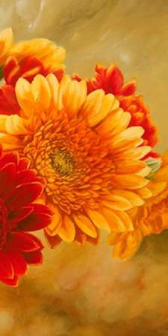 Posterazzi Gerbere nel sole III Canvas Art - Serena Biffi (10 x 20)