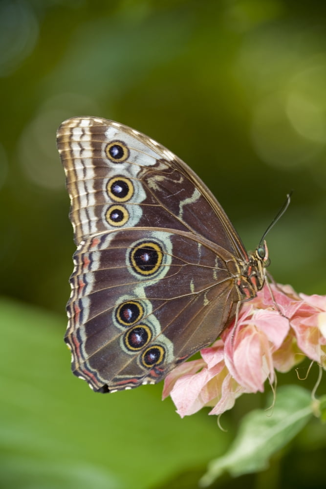 Posterazzi Giant Owl Butterfly (Caligo Eurilochus) Central And South America Canvas Art - Ron Watts Design Pics (22 x 34)