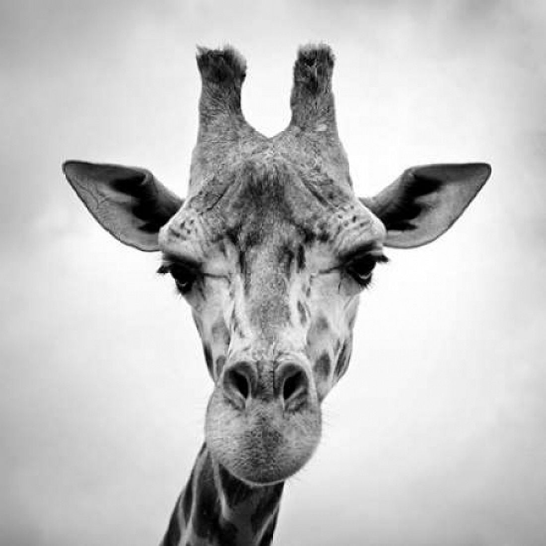 Posterazzi Giraffe Canvas Art - PhotoINC Studio (24 x 24)