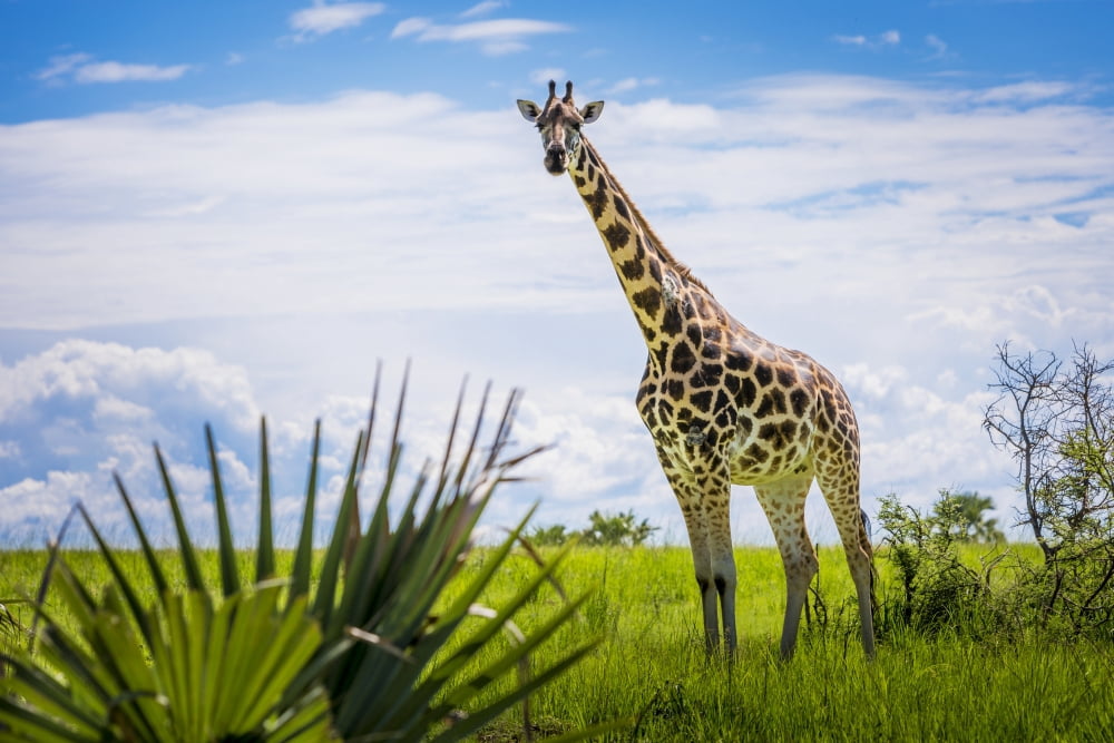 Posterazzi Giraffe (Giraffa camelopardalis) Murchison Falls National Park Uganda Canvas Art - Reynold Mainse Design Pics (38 x 24)