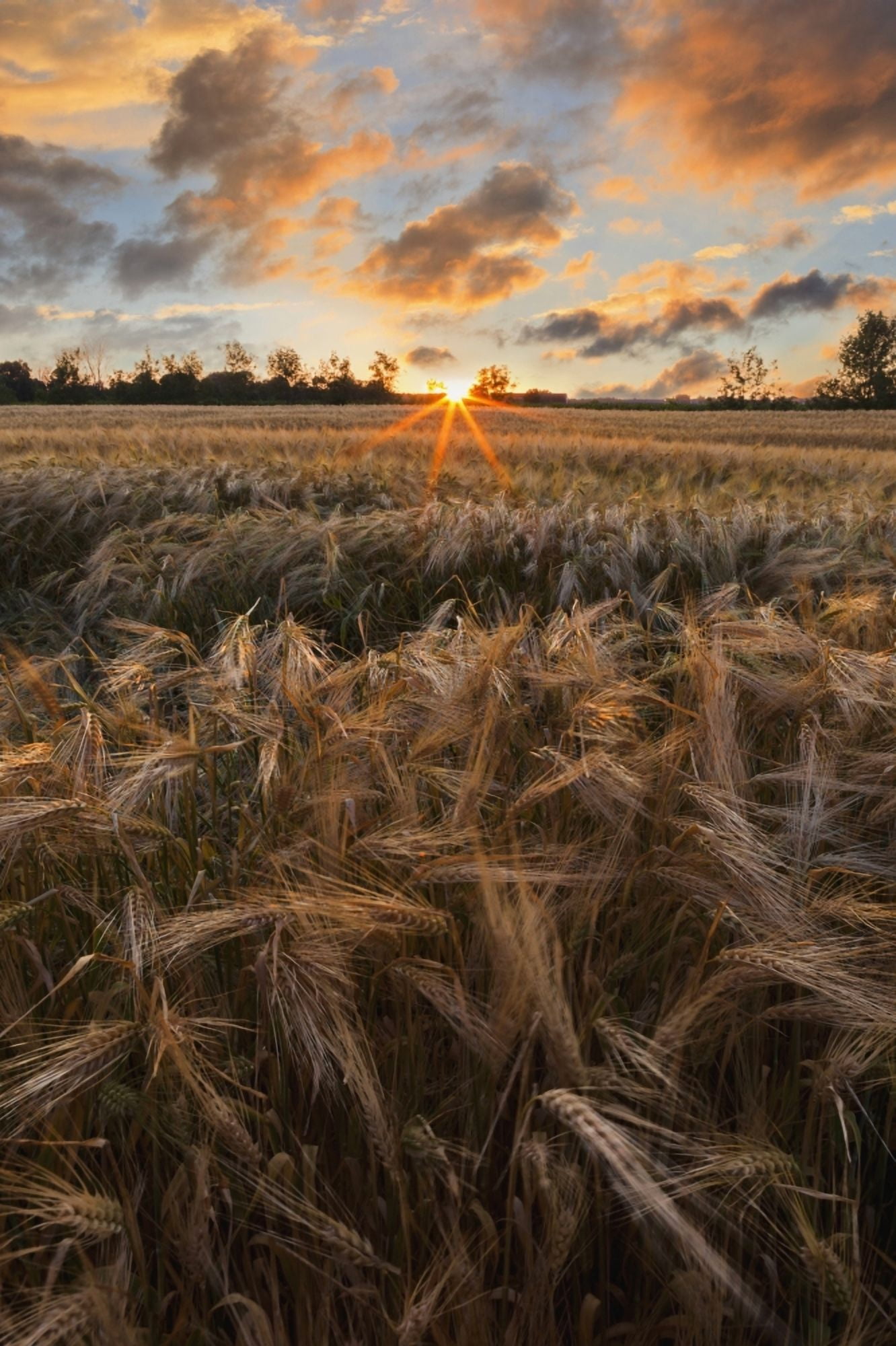 Posterazzi Glowing clouds at sunset over a barley field Saint-Scholastique Laurentides region Quebec Canada Canvas Art - Yves Marcoux Design Pics (24 x 38)