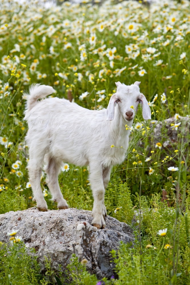 Posterazzi Goat In A Field On The Site Of Ancient Patara Lycian Coast Turkey Canvas Art - Ron Watts Design Pics (22 x 34)