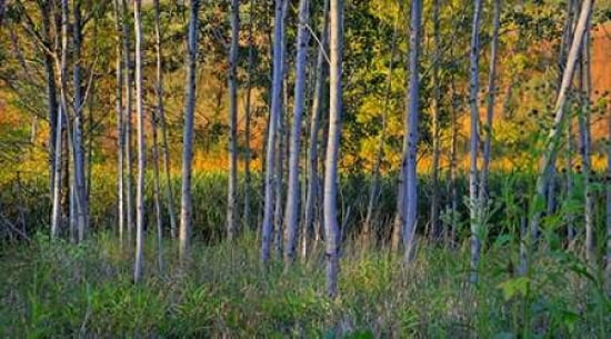 Posterazzi Golden Field Beyond Canvas Art - David Liam Kyle (24 x 36)